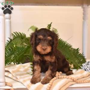 Shadow, Cavapoo Puppy